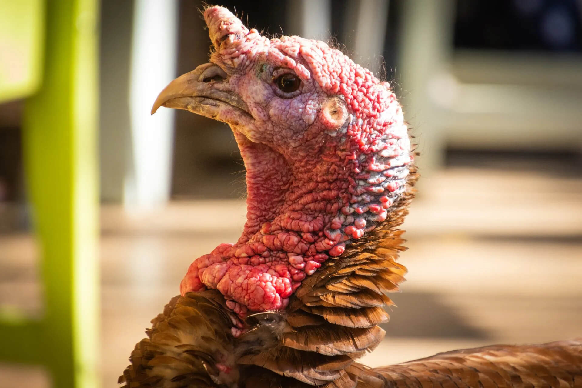 Close-up of a turkey with a textured red head and neck, ruffled brown feathers, and a prominent beak. The background is softly blurred with shades of green and beige.