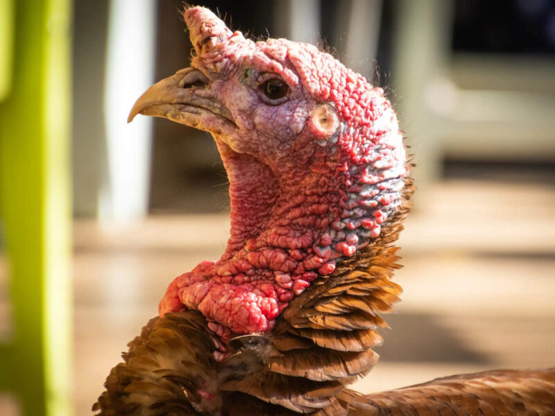 Close-up of a turkey with a textured red head and neck, ruffled brown feathers, and a prominent beak. The background is softly blurred with shades of green and beige.