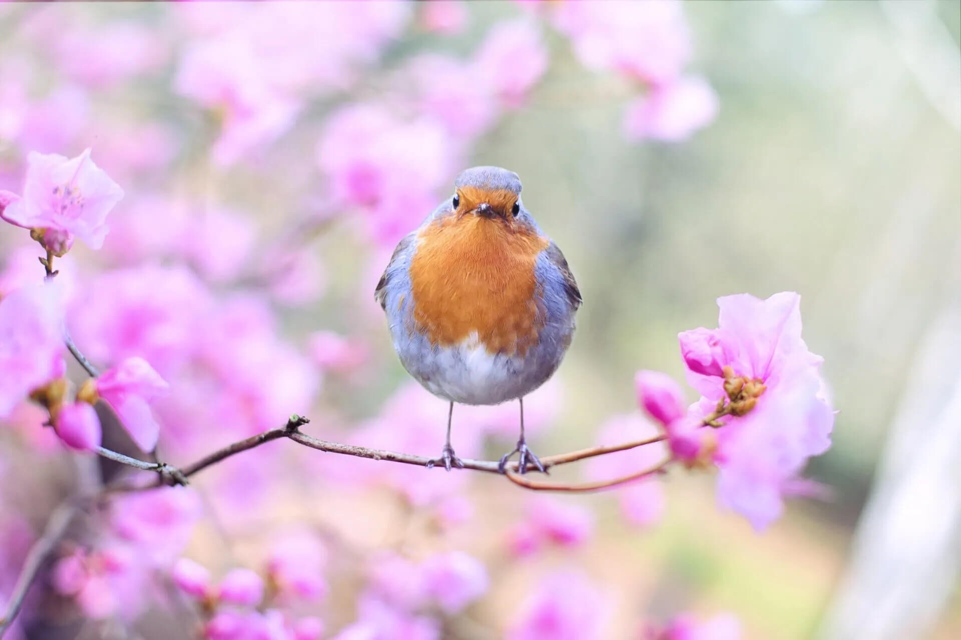 A small bird with an orange chest and gray wings perches on a branch surrounded by vibrant pink blossoms. The background is softly blurred, enhancing the colorful scene.