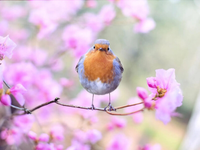 A small bird with an orange chest and gray wings perches on a branch surrounded by vibrant pink blossoms. The background is softly blurred, enhancing the colorful scene.