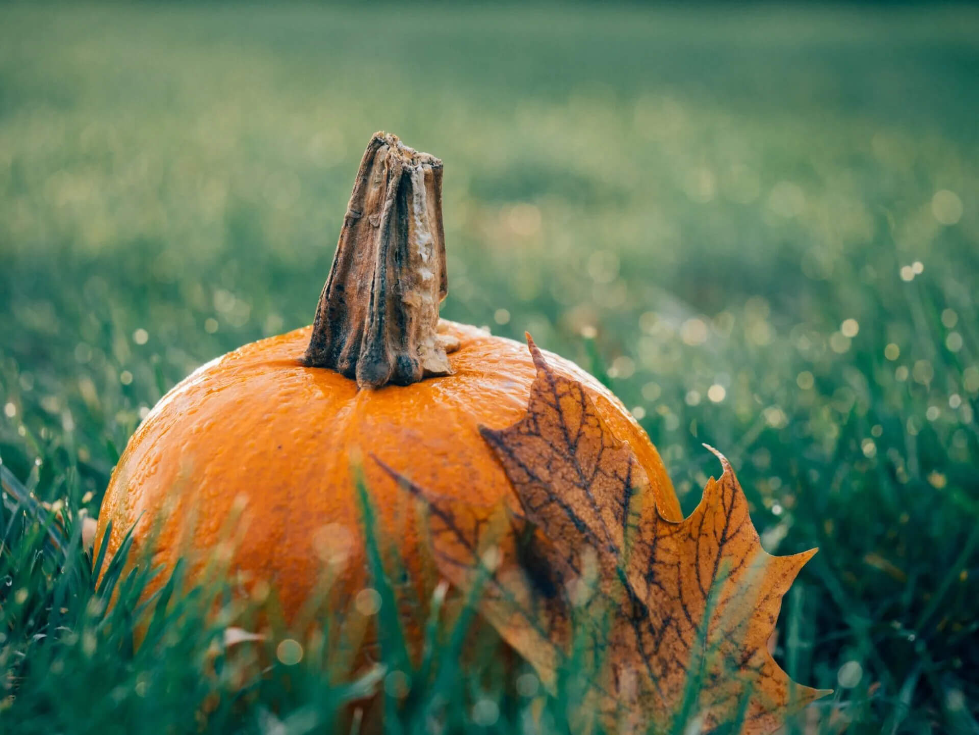 A small orange pumpkin with a dry stem sits on a patch of green grass. An autumn leaf with visible veins rests against the pumpkin, while the background shows a slightly blurred, lush green field.