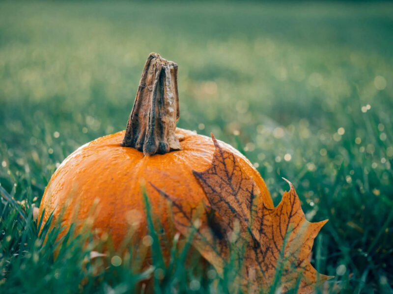 A small orange pumpkin with a dry stem sits on a patch of green grass. An autumn leaf with visible veins rests against the pumpkin, while the background shows a slightly blurred, lush green field.