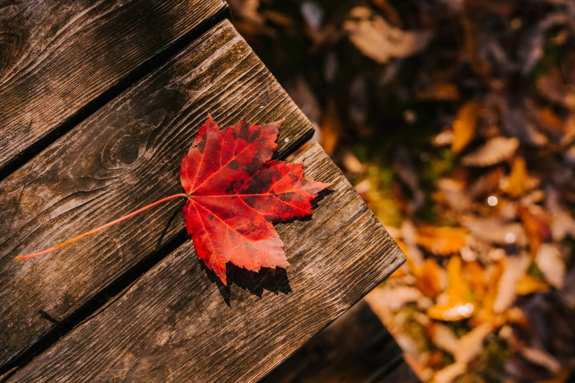 A vibrant red maple leaf rests on a rustic wooden table, with soft sunlight casting shadows. In the background, blurred autumn leaves create a warm, natural backdrop.