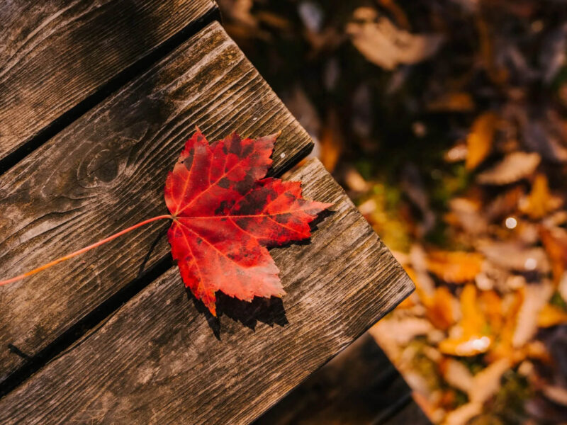 A vibrant red maple leaf rests on a rustic wooden table, with soft sunlight casting shadows. In the background, blurred autumn leaves create a warm, natural backdrop.